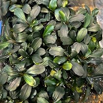 Amazon.co.jp: ブセファランドラビブリスBucephalandra sp. Biblis 1株